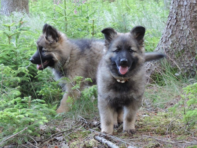 Deutsche Schäferhunde Langstockhaar m.P. gerader Rücken