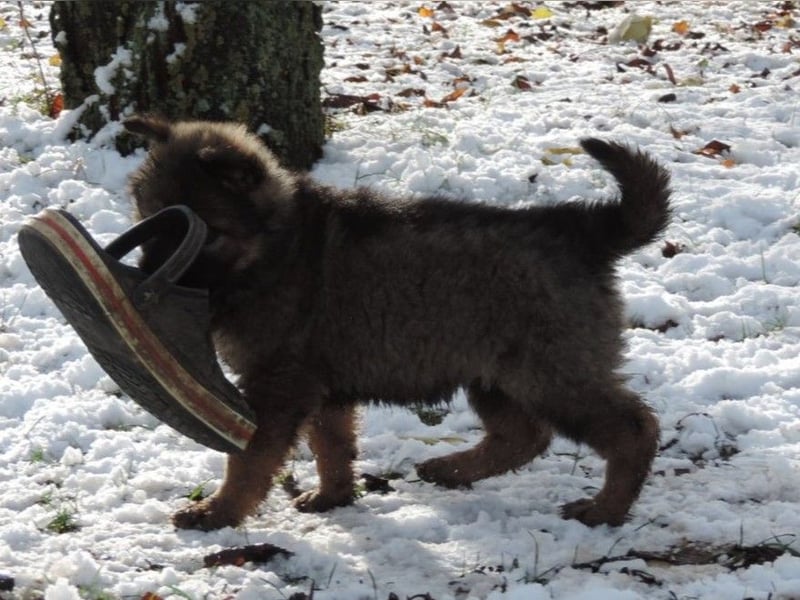 Deutsche Schäferhund Welpen Langstockhaar m.P. gerader Rücken
