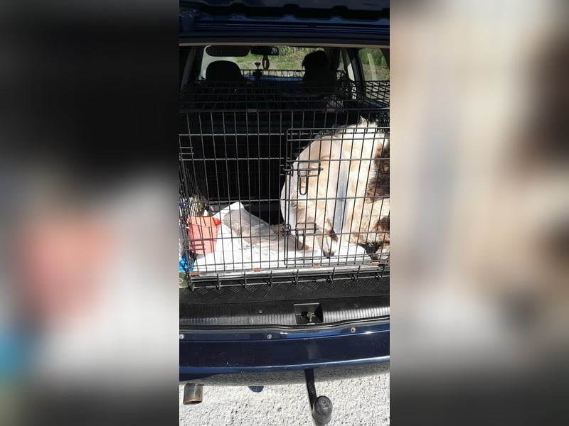 WASHINGTON - Gerettet, um gequält zu werden