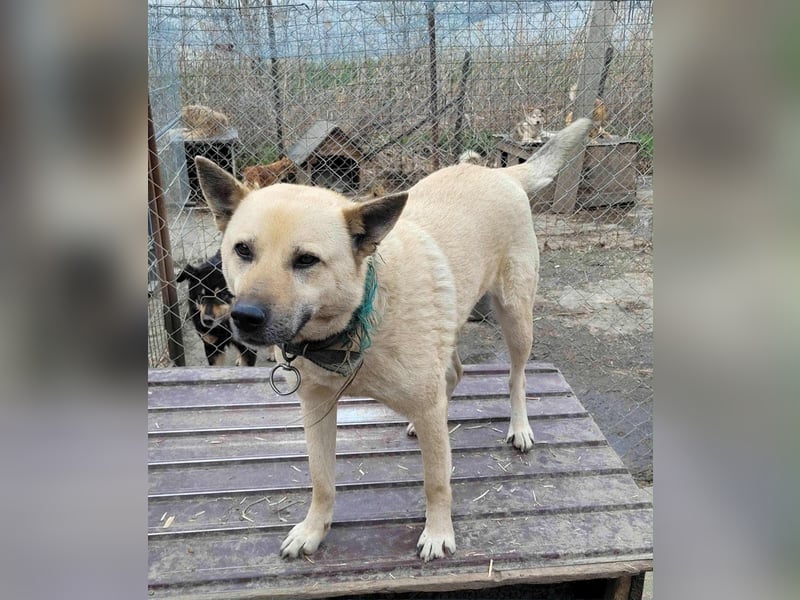 WASHINGTON - Gerettet, um gequält zu werden