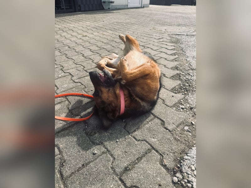 Lotti - auf  Pflegestelle in 89079 Ulm