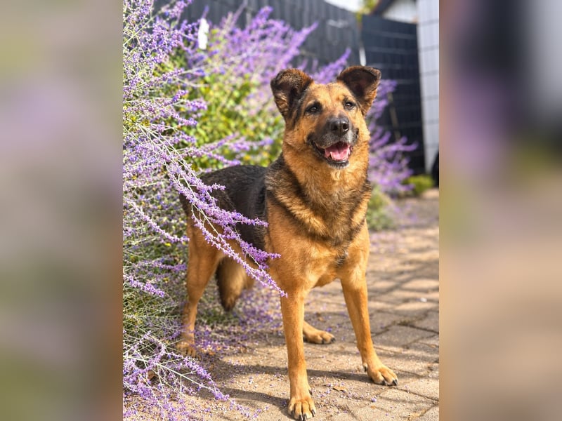 Lotti - auf  Pflegestelle in 89079 Ulm