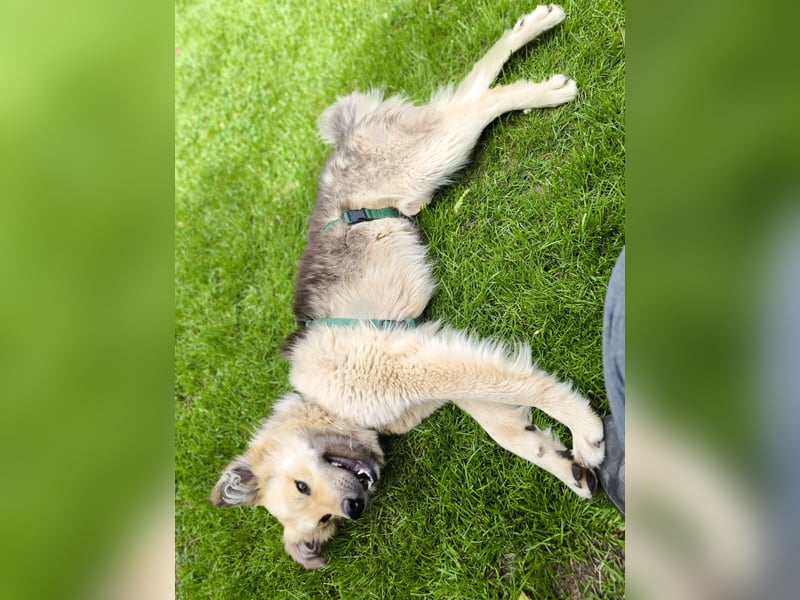 Meet Anton – unser 2-jähriger Herzensbrecher mit Plüschfaktor!