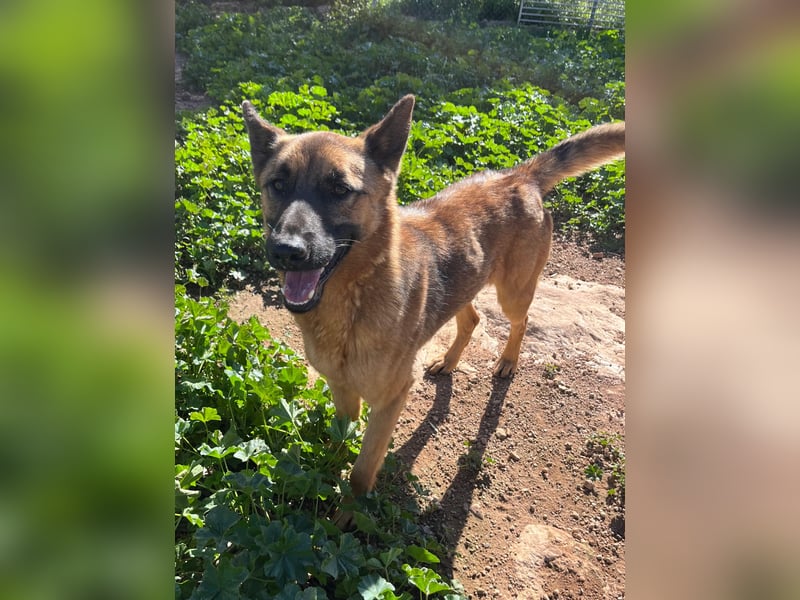 agiler anhänglicher intelligenter KABAK