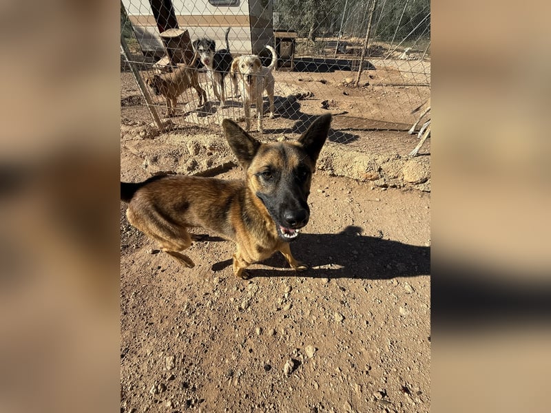 agiler anhänglicher intelligenter KABAK