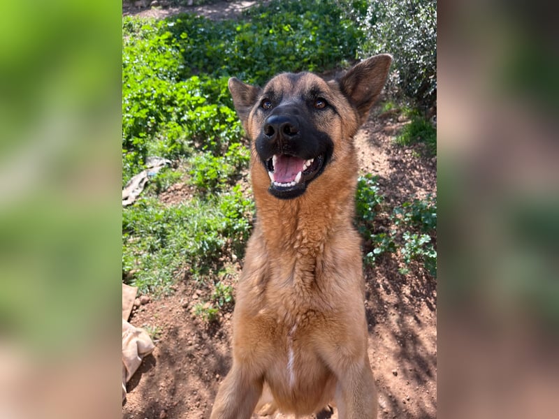 agiler anhänglicher intelligenter KABAK