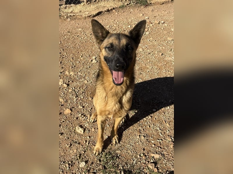 agiler anhänglicher intelligenter KABAK