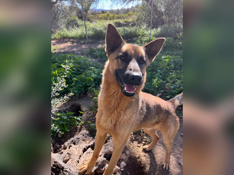 agiler anhänglicher intelligenter KABAK