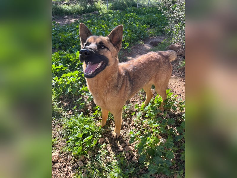 agiler anhänglicher intelligenter KABAK