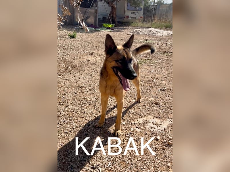 agiler anhänglicher intelligenter KABAK