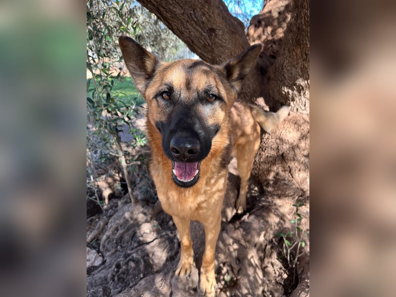 agiler anhänglicher intelligenter KABAK