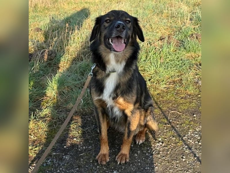 Scotty braucht ein neues Zuhause Scotty braucht ein neues Zuhause