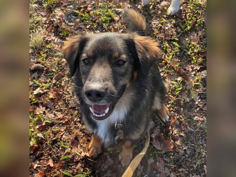 Scotty braucht ein neues Zuhause Scotty braucht ein neues Zuhause