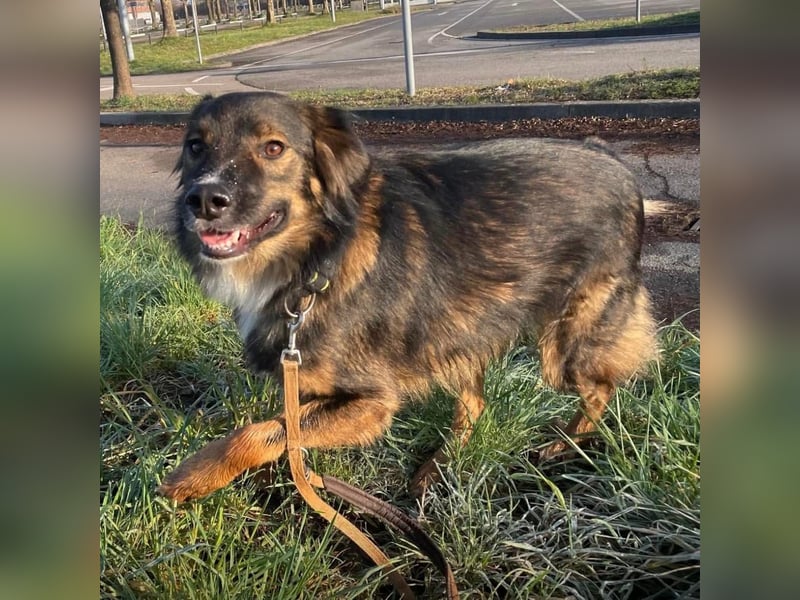 Scotty braucht ein neues Zuhause Scotty braucht ein neues Zuhause