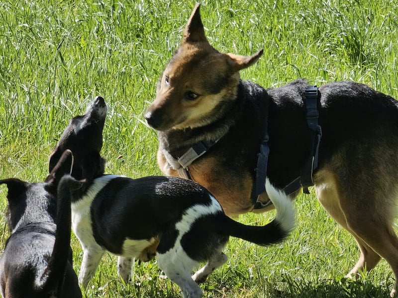 Rosita - auf einem guten Weg