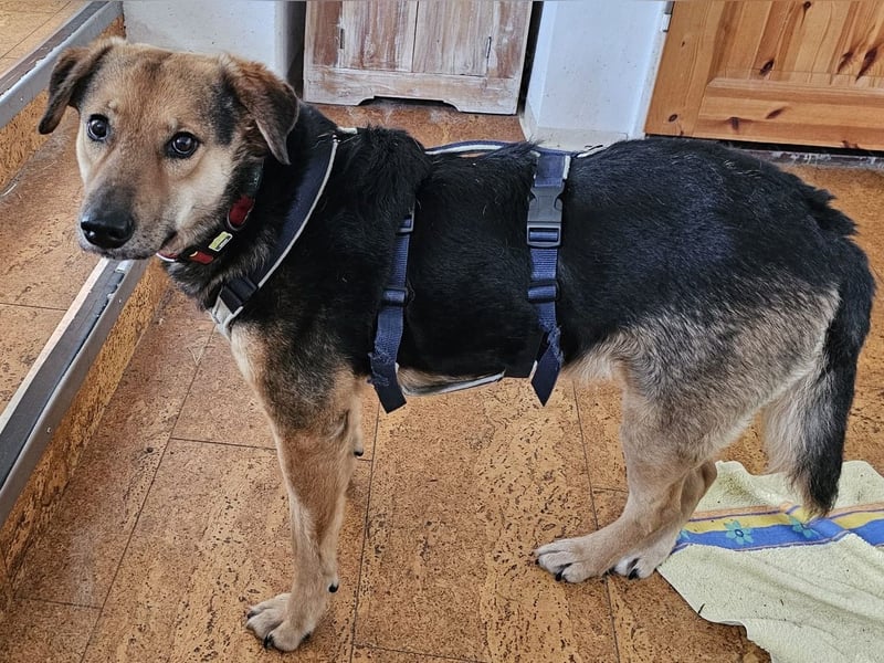 Rosita - auf einem guten Weg