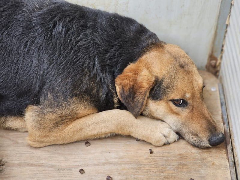 Rosita - auf einem guten Weg