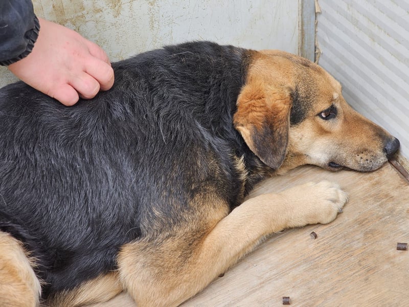 Rosita - auf einem guten Weg