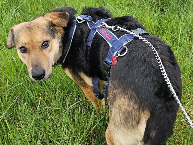 Rosita - auf einem guten Weg