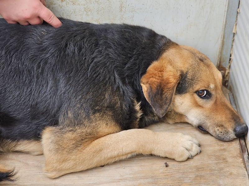 Rosita - auf einem guten Weg