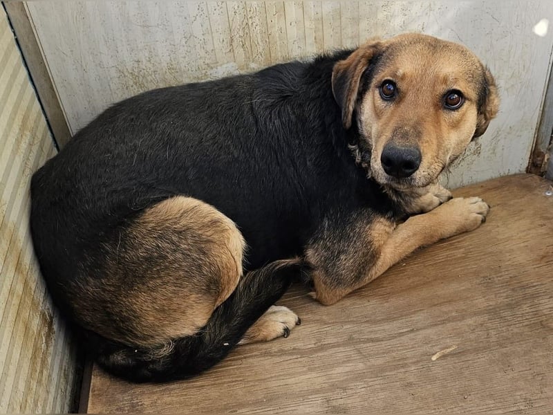 Rosita - auf einem guten Weg