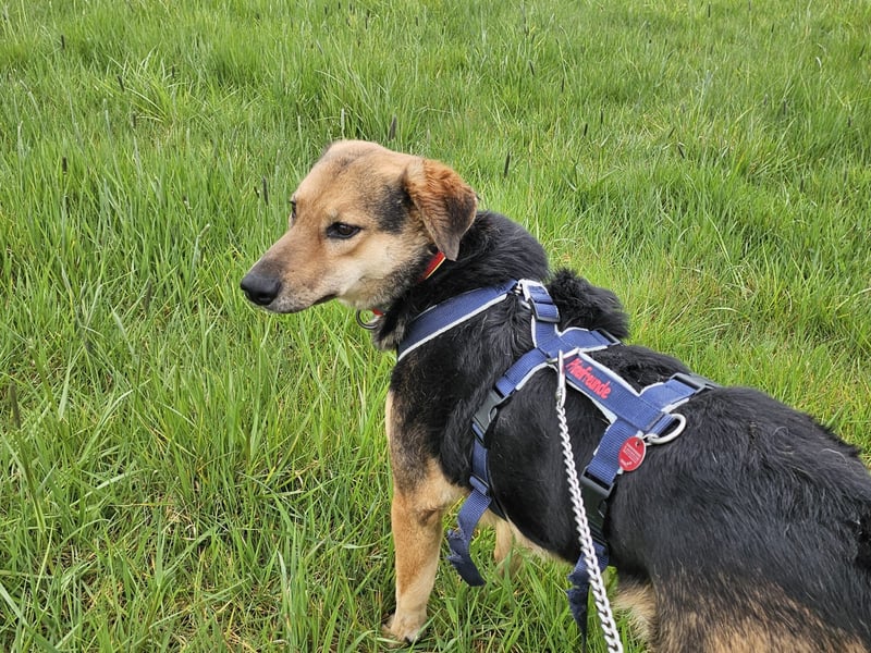 Rosita - auf einem guten Weg