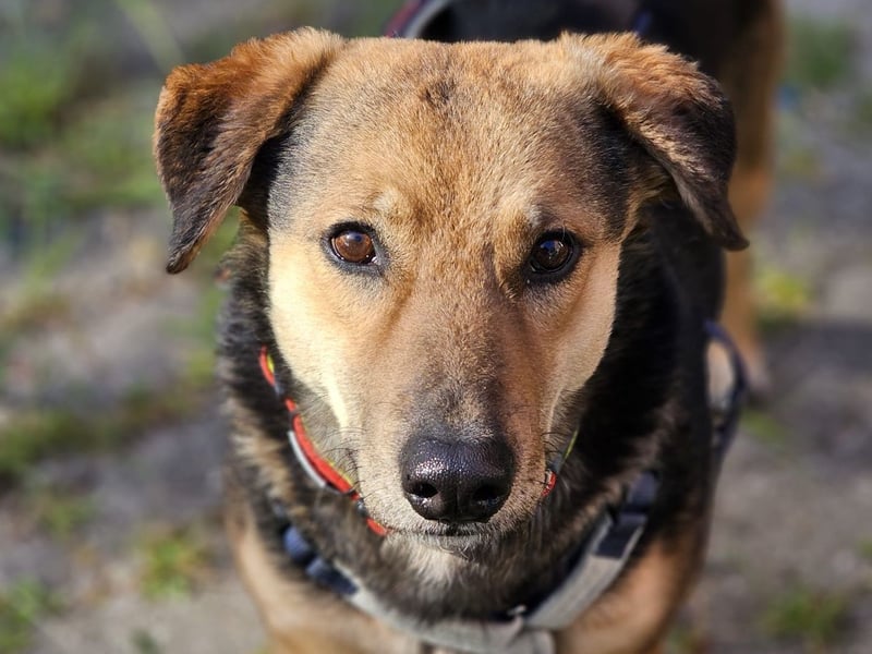 Rosita - auf einem guten Weg