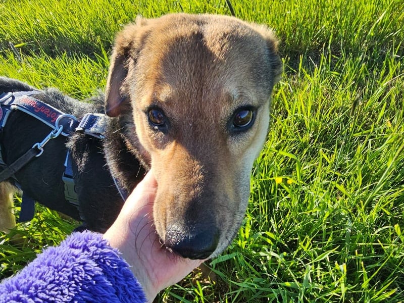 Rosita - auf einem guten Weg