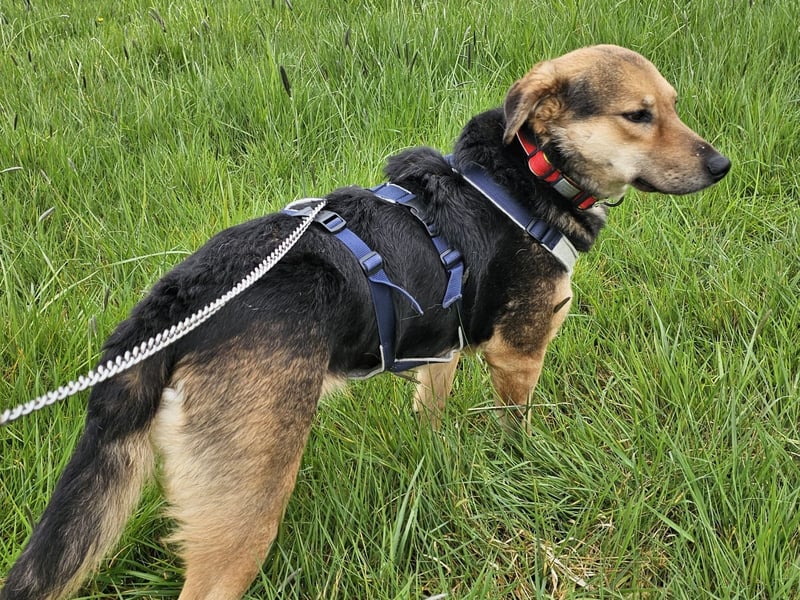 Rosita - auf einem guten Weg