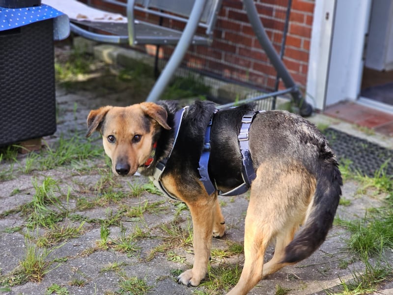 Rosita - auf einem guten Weg