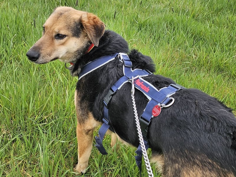 Rosita - auf einem guten Weg