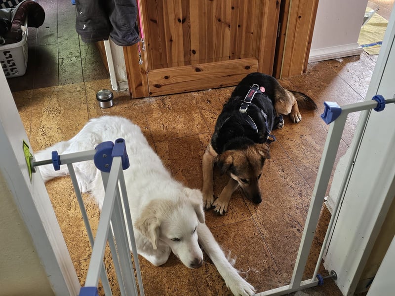 Rosita - auf einem guten Weg