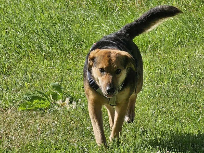 Rosita - auf einem guten Weg