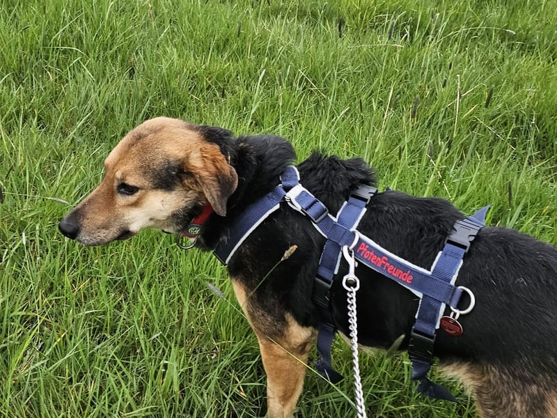 Rosita - auf einem guten Weg