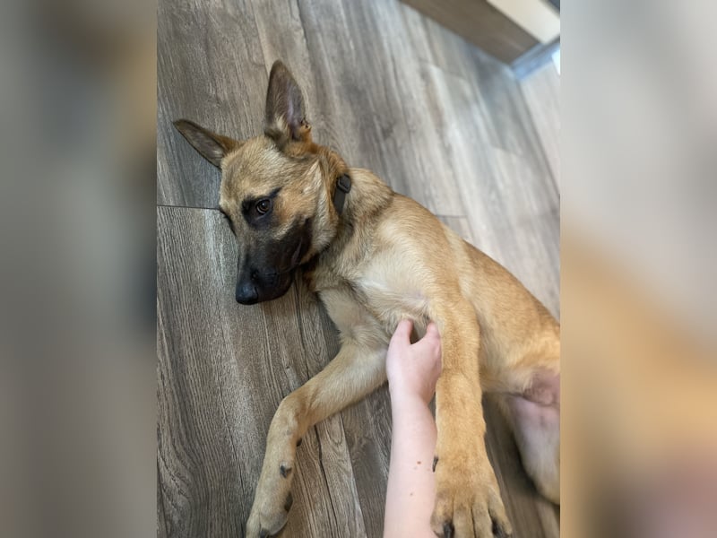 Lucas - Fröhlicher Schatz sucht aktive Menschen