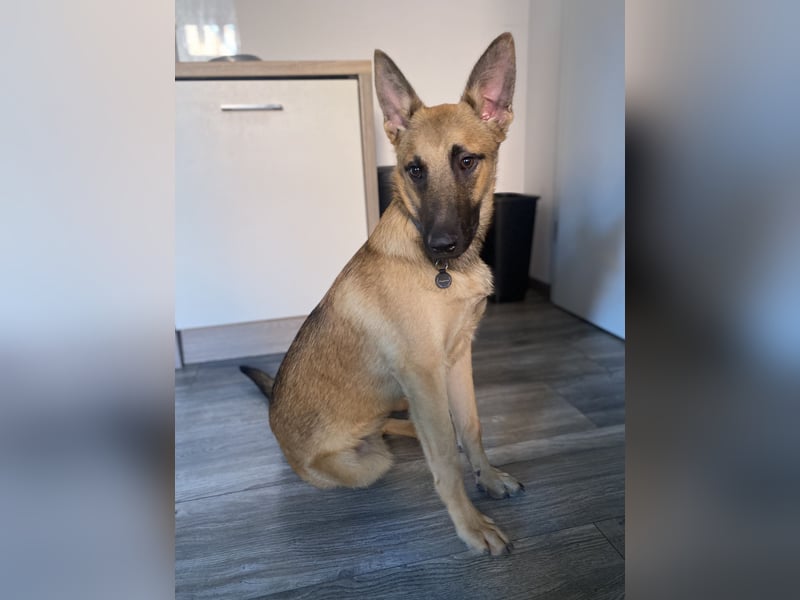 Lucas - Fröhlicher Schatz sucht aktive Menschen