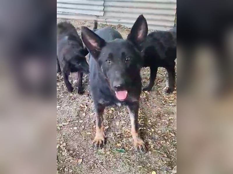 Hara - sportlich und schlau