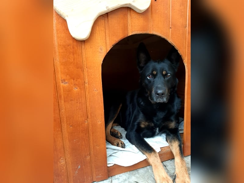 Jessy - sportlich und schlau