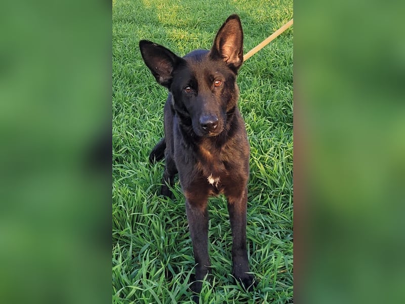 Himerra - lernwillig und neugierig