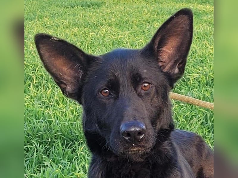 Himerra - schlau und lernwillig