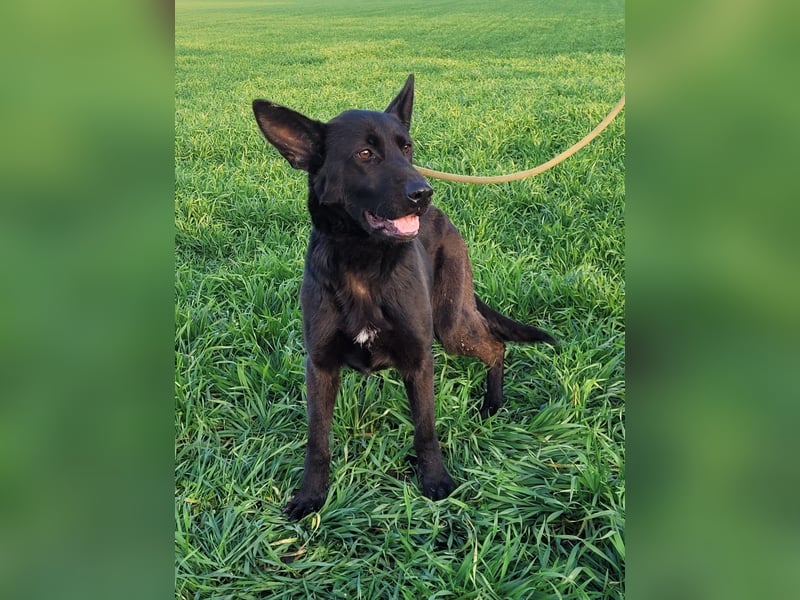 Himerra - schlau und lernwillig