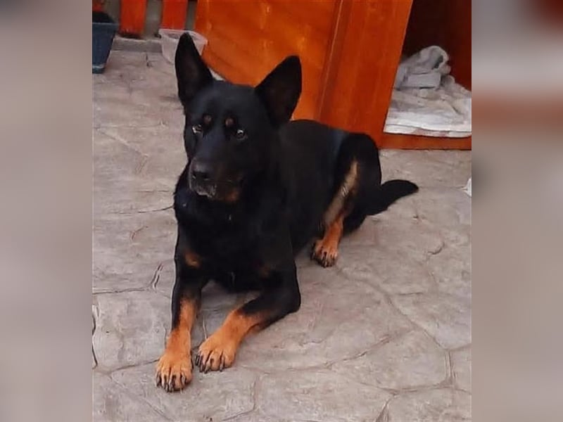 Jessy - sportlich und schlau