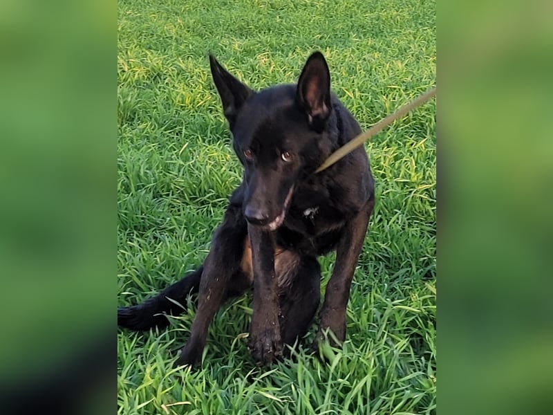 Himerra - schlau und lernwillig