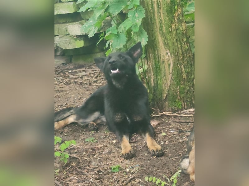 Hara - sportlich und schlau