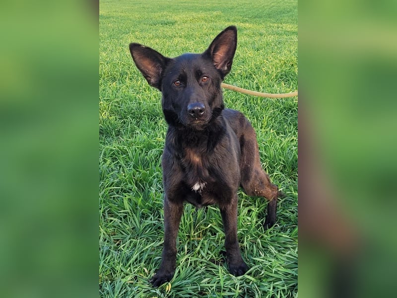 Himerra - lernwillig und neugierig