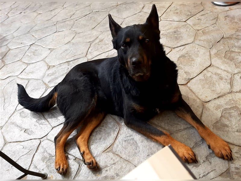 Jessy - sportlich und schlau