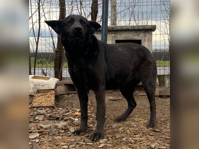 Himerra - lernwillig und neugierig