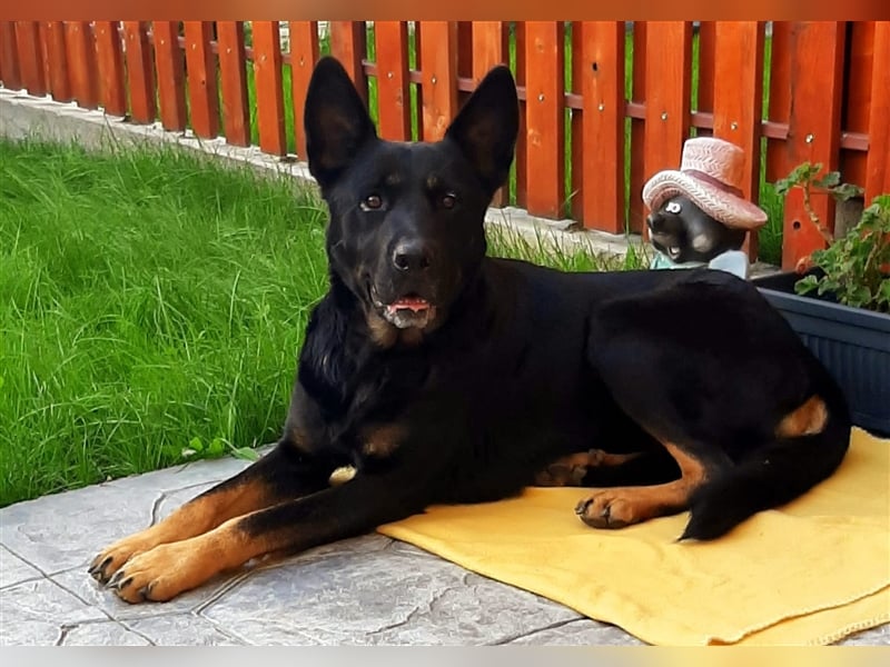 Jessy - sportlich und schlau