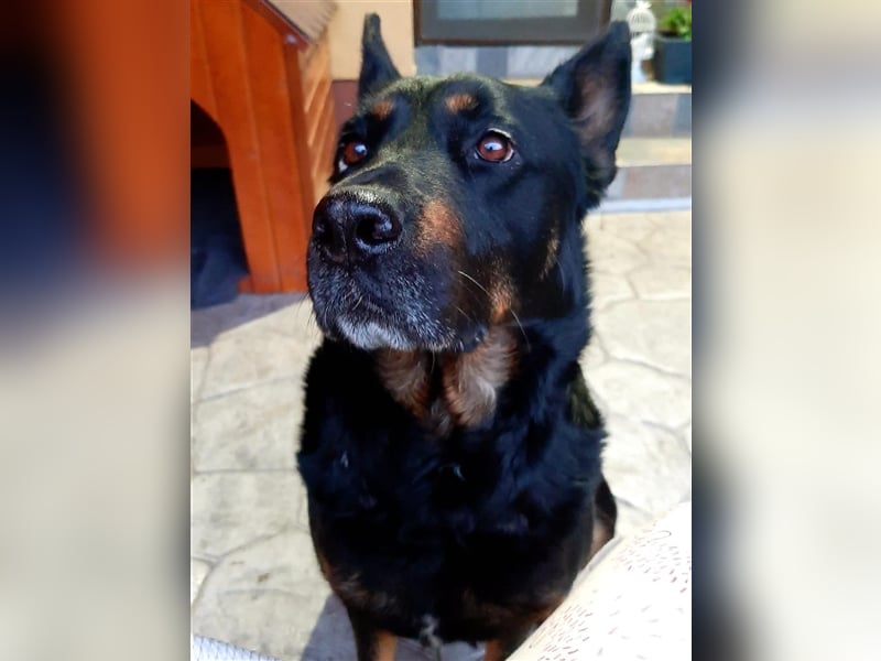 Jessy - sportlich und schlau