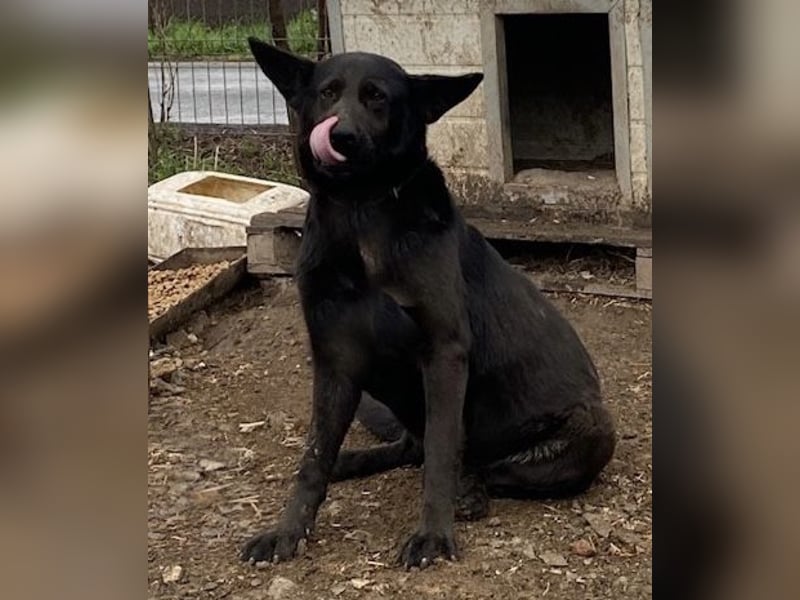 Himerra - schlau und lernwillig